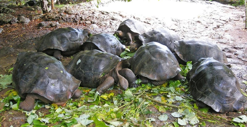 Galapagos Islands